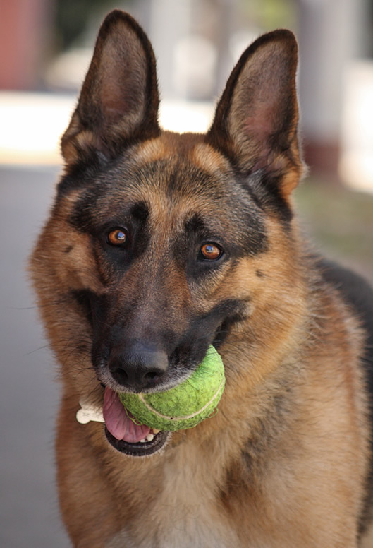 German shepherd 2024 tennis ball